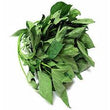 FRESH BITTERLEAF