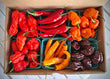 HOT FRESH PEPPER