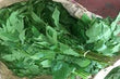 NGAI NGAI