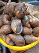 SNAIL JUMBO SIZE