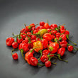 SCOTCH BONNET RODO