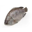 TILAPIA MEDIUM 500G-800G