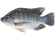 TILAPIA BAG 300G-500G