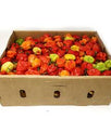 RODO SCOTCH BONNET CARTON