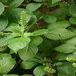 SCENT LEAF