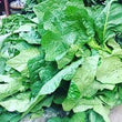 JANI FOODS IGBO 300G