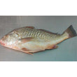 CROAKER FISH 1 PCS