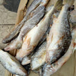 CROAKER (BIG PACK)