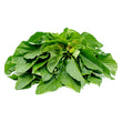 AMARANTH/ GREEN / TETE