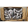 MACKEREL BOX