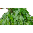 OHA/ AFRICAN ROSEWOOD LEAF
