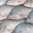 AFRICAN FISH