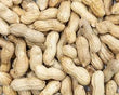 MONKEY NUTS