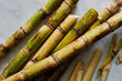 SUGAR CANE